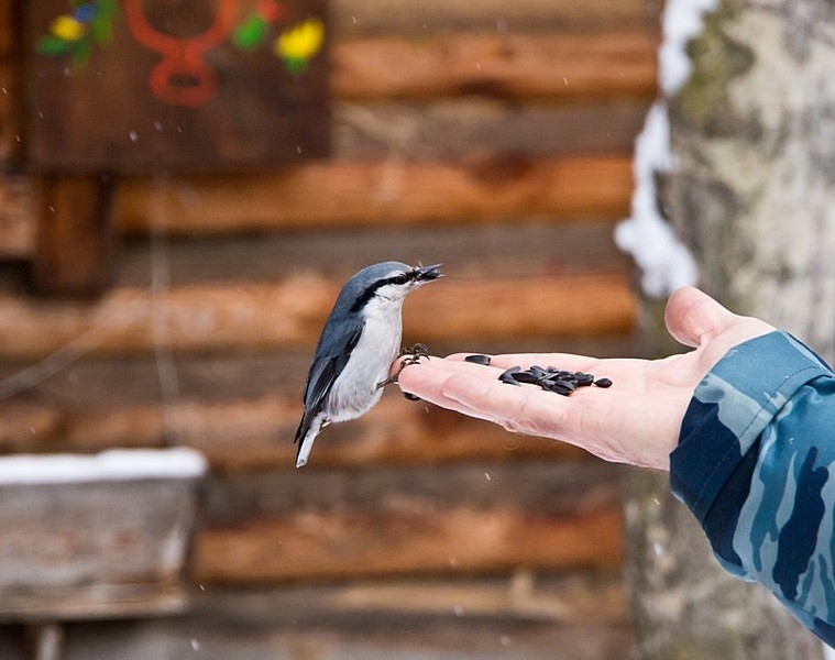 Taltsy Museum. Nuthatch